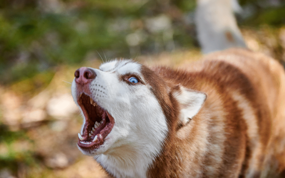 Pasos a Seguir Después de una Mordedura de Perro o Ataque de Animal